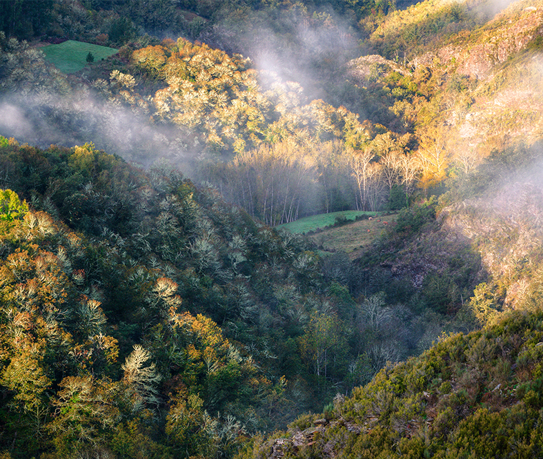 Foreste Casentinesi and Campigna Park