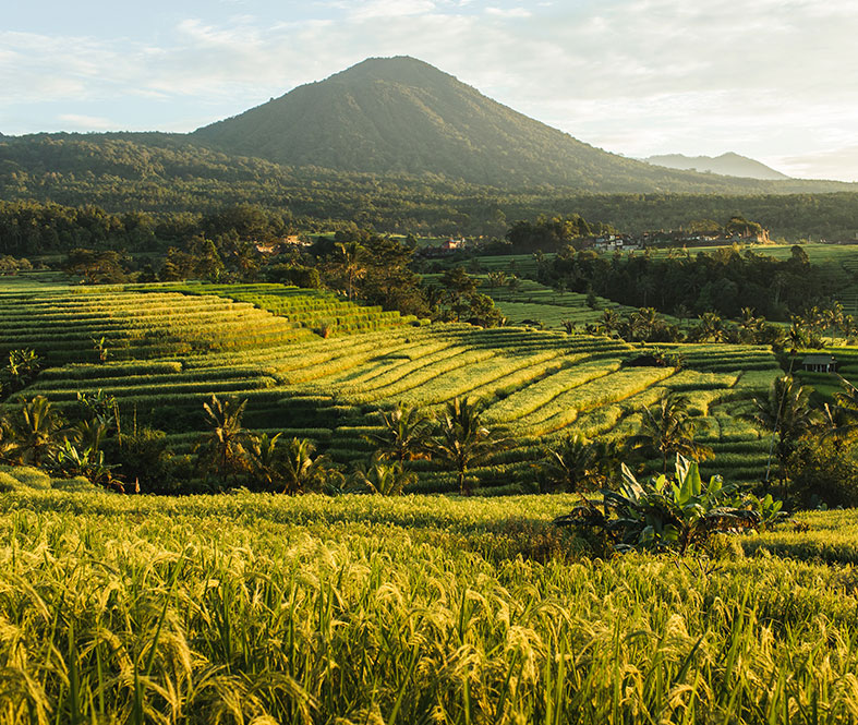 Jatiluwih Rice Terraces - Hidden Treasure of Bali